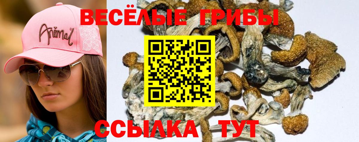Сорочинск  Псилоцибиновые грибы Cubensis  Вход с VPN 